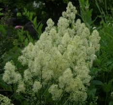 Attēlu rezultāti vaicājumam “Thalictrum lucidum”