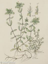 Attēlu rezultāti vaicājumam “Callitriche cophocarpa leaf”