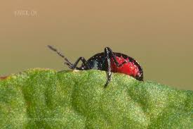Attēlu rezultāti vaicājumam “Zicrona caerulea nymph”