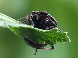 Attēlu rezultāti vaicājumam “Jalla dumosa”