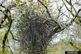 Attēlu rezultāti vaicājumam “Taphrina betulina”