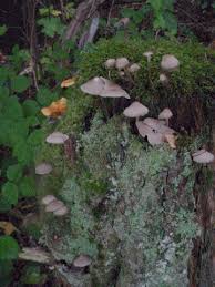 Attēlu rezultāti vaicājumam “Reticularia jurana young”