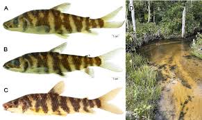 Attēlu rezultāti vaicājumam “Inonotus leporinus”