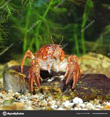 Attēlu rezultāti vaicājumam “Astacus leptodactylus”