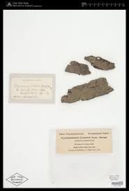 Attēlu rezultāti vaicājumam “Pleurococcus vulgaris”