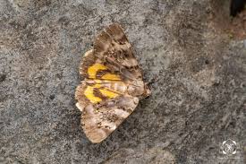 Attēlu rezultāti vaicājumam “Catocala fulminea”