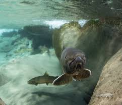 Image result for Salvelinus confluentus