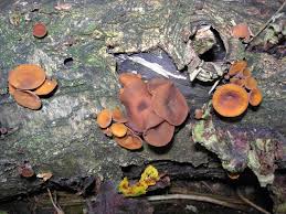 Attēlu rezultāti vaicājumam “Rutstroemia firma”