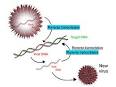 Transcription (genetics) - Wikipedia, the free encyclopedia