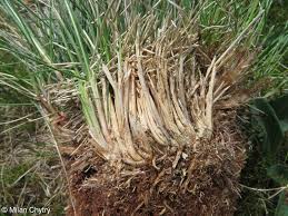 Attēlu rezultāti vaicājumam “Nardus stricta fruit”