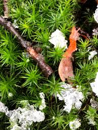 Attēlu rezultāti vaicājumam “Polytrichum formosum”