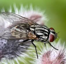 Attēlu rezultāti vaicājumam “Muscidae”