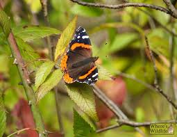 Attēlu rezultāti vaicājumam “Vanessa atalanta”