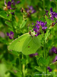 Attēlu rezultāti vaicājumam “Gonepteryx rhamni female”