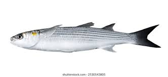 Image result for Liza ramada