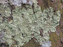 Attēlu rezultāti vaicājumam “Flavoparmelia caperata”