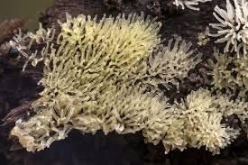 Attēlu rezultāti vaicājumam “Ceratiomyxa fruticulosa young”