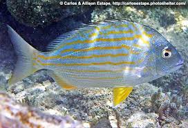 Image result for Archosargus rhomboidalis