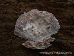 Attēlu rezultāti vaicājumam “Postia floriformis”