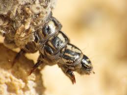 Attēlu rezultāti vaicājumam “Canephora hirsuta”