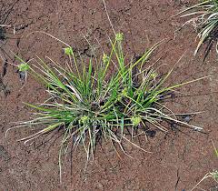 Attēlu rezultāti vaicājumam “Carex viridula”