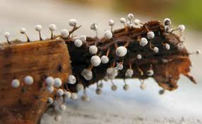 Attēlu rezultāti vaicājumam “Didymium bahiense macro”