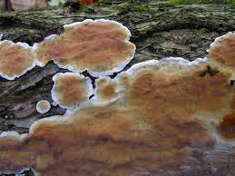 Attēlu rezultāti vaicājumam “Stereum hirsutum”