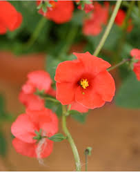 Image result for Alonsoa liniflora