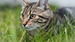 Afbeeldingsresultaat voor katten