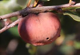 Attēlu rezultāti vaicājumam “Andricus quercuscorticis”