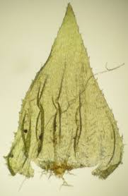 Attēlu rezultāti vaicājumam “Hylocomiastrum umbratum”