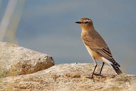 Attēlu rezultāti vaicājumam “Oenanthe oenanthe juvenile”