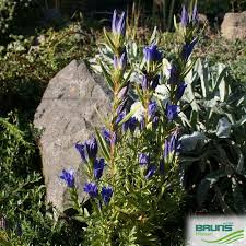 Attēlu rezultāti vaicājumam “Gentiana pneumonanthe leaf”