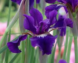 Attēlu rezultāti vaicājumam “Iris sibirica leaf”