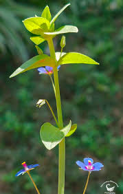 Image result for Anagallis arvensis