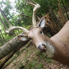 Image result for Old Oundle Bowman Archery Club