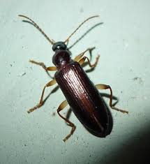 Attēlu rezultāti vaicājumam “Tenebrionidae”