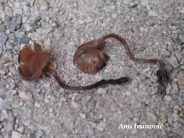 Attēlu rezultāti vaicājumam “Dumontinia tuberosa”