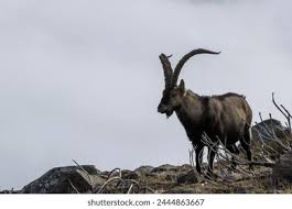 Attēlu rezultāti vaicājumam “Capra juvenile”