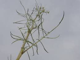 Attēlu rezultāti vaicājumam “Sisymbrium altissimum”