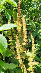 Attēlu rezultāti vaicājumam “Rumex obtusifolius flower”