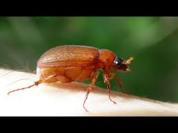 Attēlu rezultāti vaicājumam “Serica brunnea”