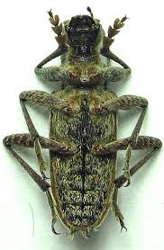 Attēlu rezultāti vaicājumam “Rhagium inquisitor”