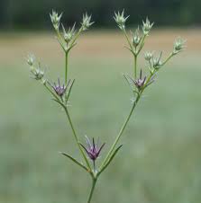 Attēlu rezultāti vaicājumam “Claustria didermoides stalked”