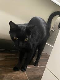Image result for Black Cat Sac