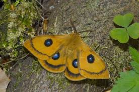 Attēlu rezultāti vaicājumam “Aglia tau”