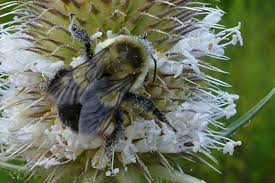 Image result for Dipsacus laciniatus