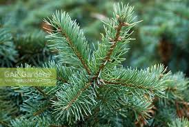 Attēlu rezultāti vaicājumam “Pseudotsuga menziesii flower”