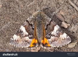 Attēlu rezultāti vaicājumam “Archiearis parthenias”