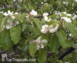 Attēlu rezultāti vaicājumam “Cydonia oblonga”